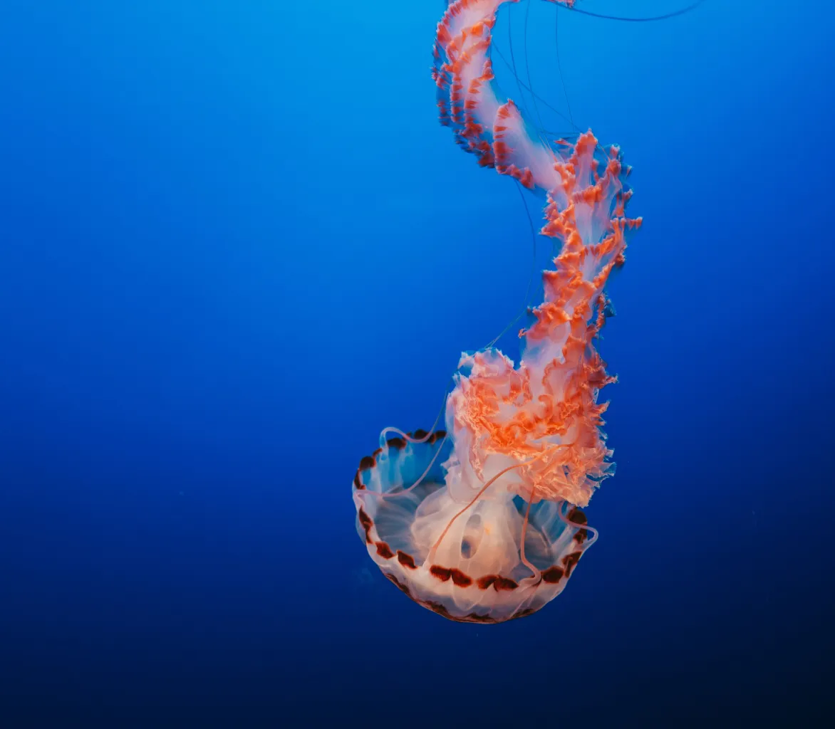 Pixel Paradox méduse